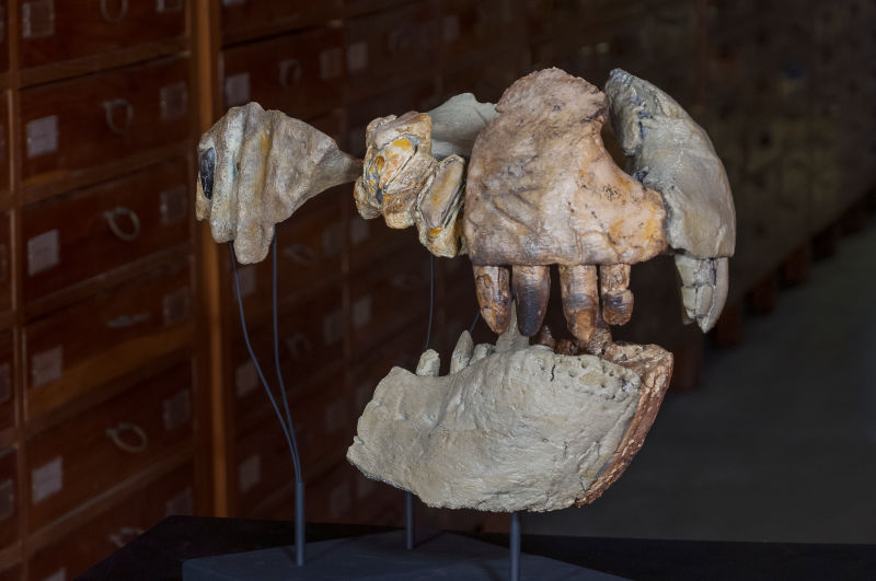 Reconstrucción del cráneo del Razanandrongobe sakalavae. Foto: Giovanni Bindellini.